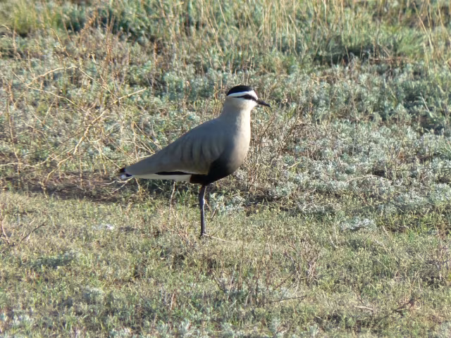 Pavoncella gregaria