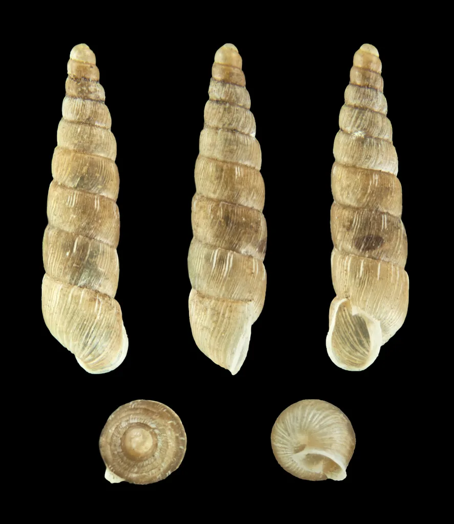 Balea perversa