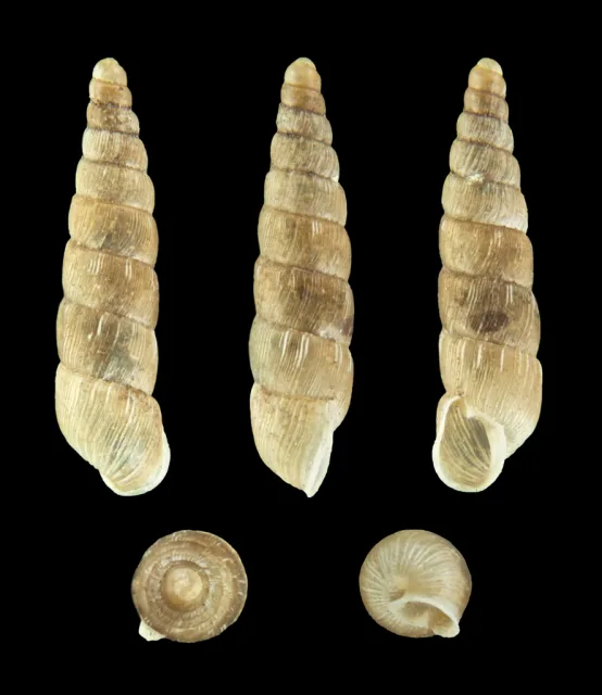 Balea perversa