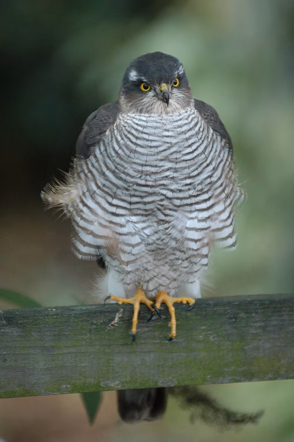 Sparviero