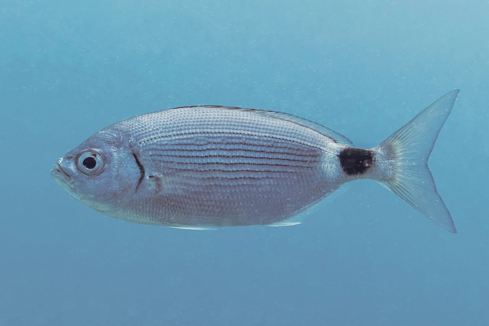 Occhiata