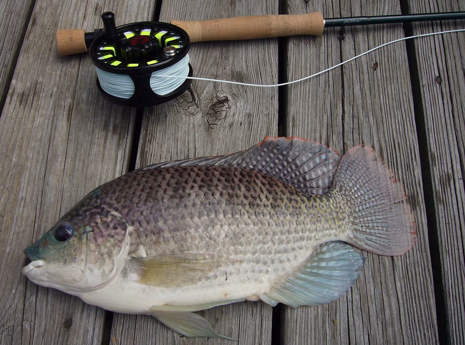 Tilapia aurea