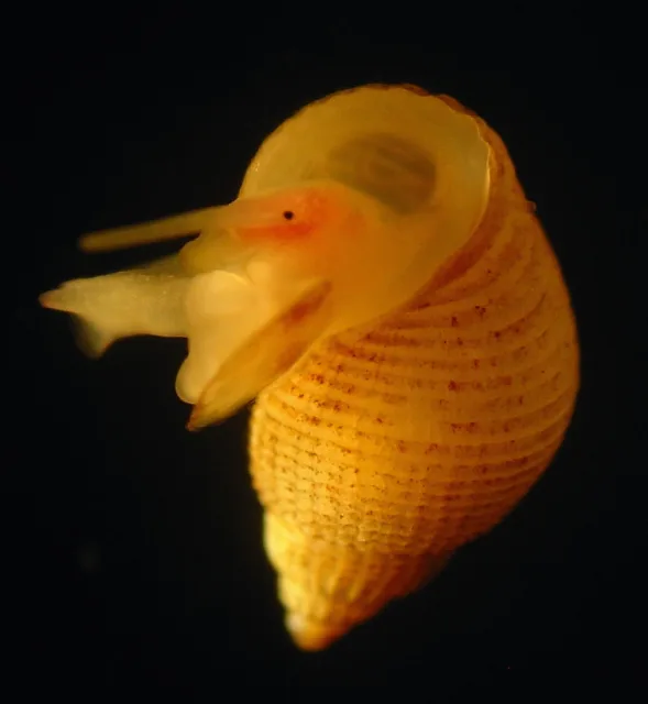 Alvania lactea