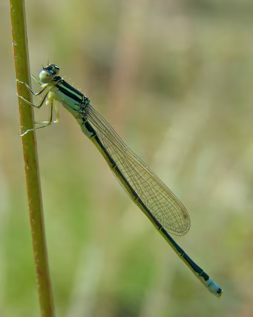 Codazzurra minore