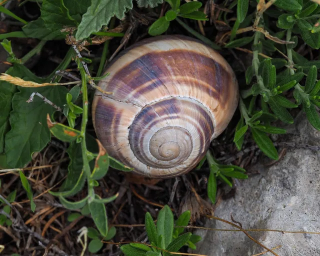 Helix gussoneana