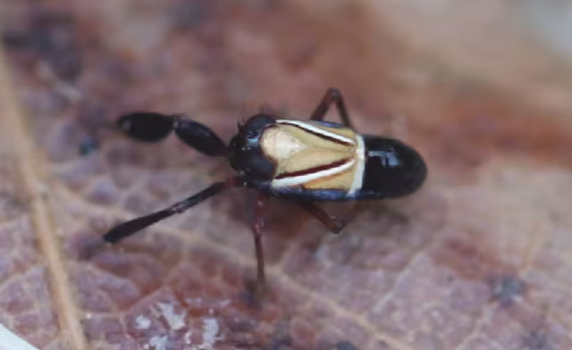 Caliscelis bonellii