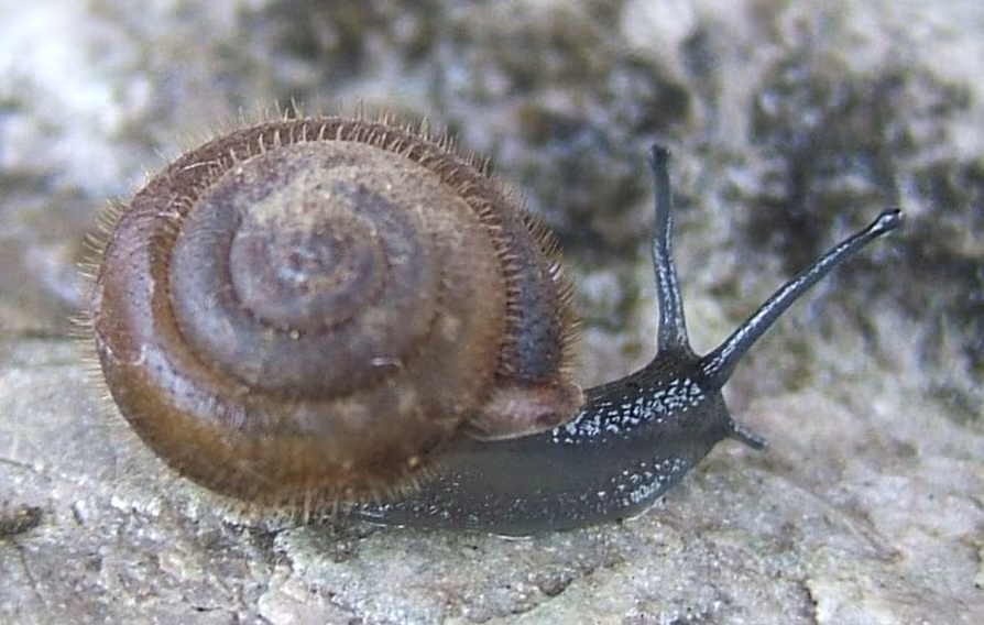 Isognomostoma isognomostomos