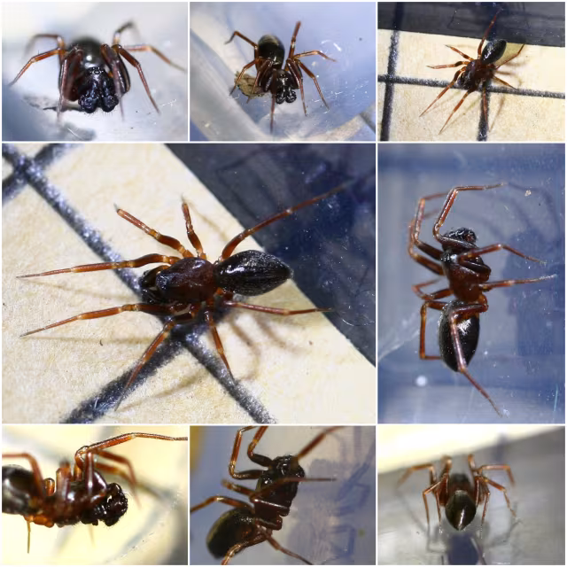 Microneta viaria