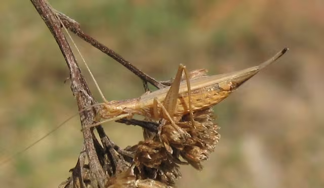Grillo arboricolo italiano