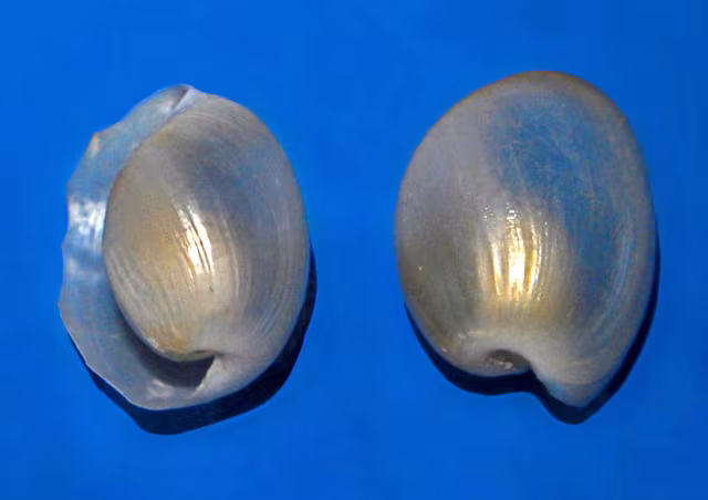 Haminoea hydatis