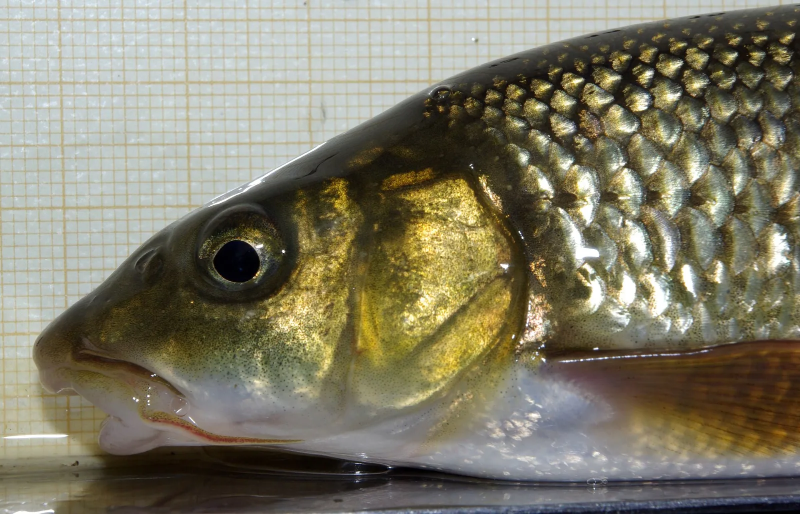 Luciobarbus graellsii
