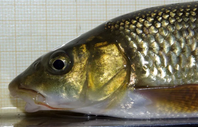 Luciobarbus graellsii