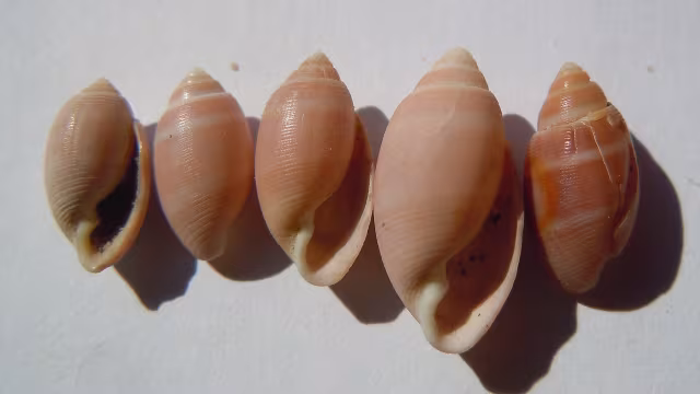 Acteon tornatilis