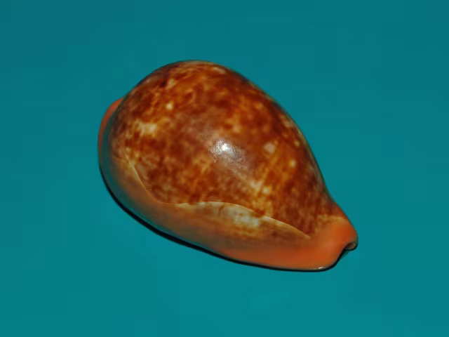 Ciprea pera