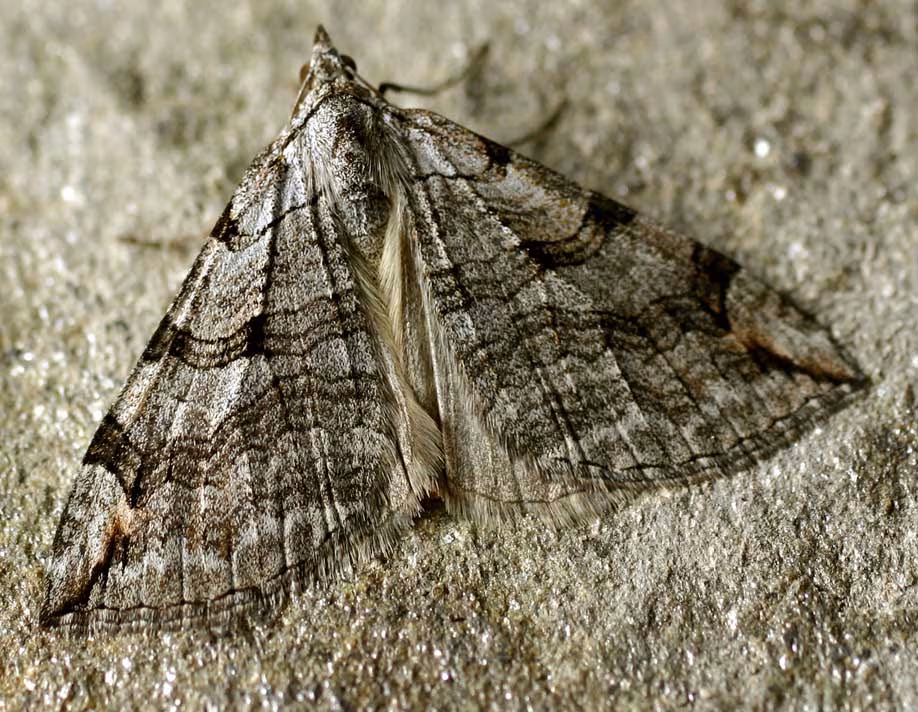 Aplocera plagiata