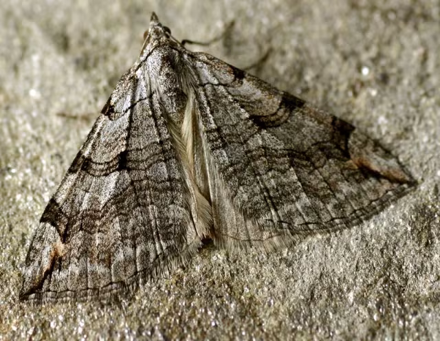 Aplocera plagiata