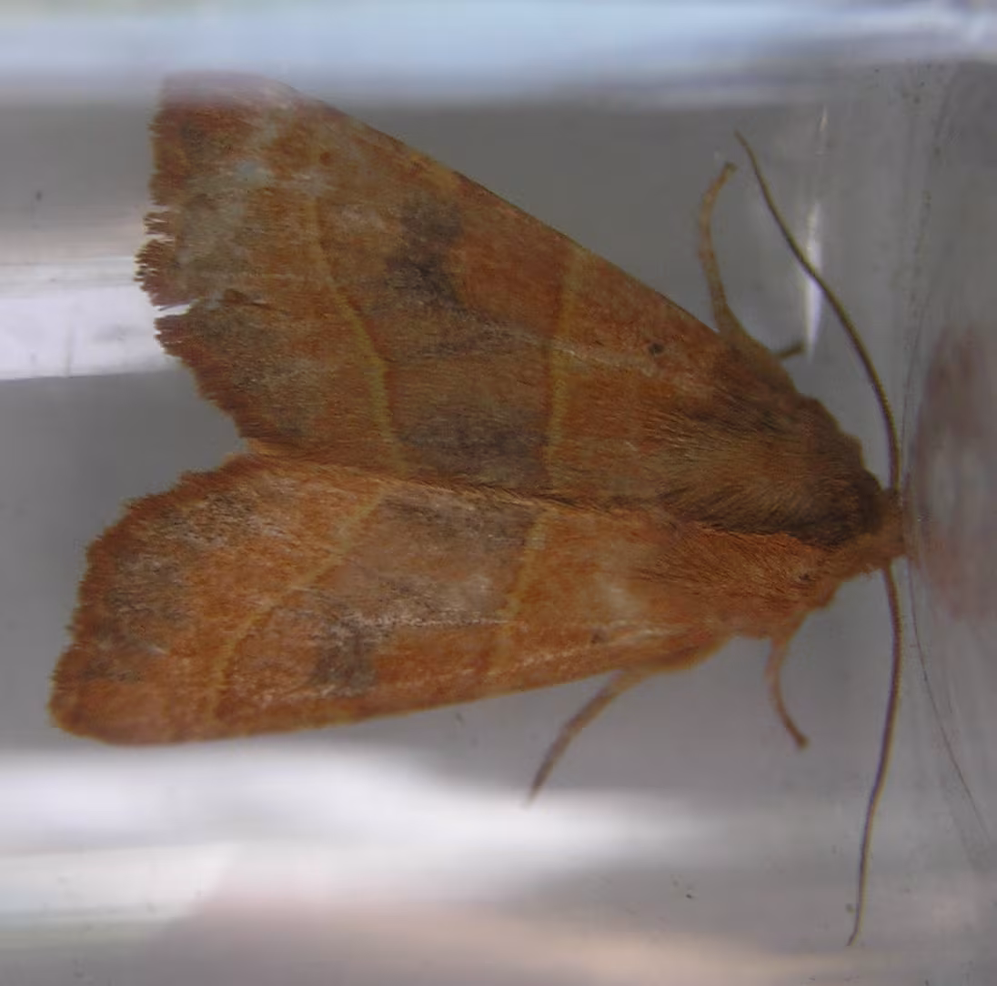 Atethmia centrago
