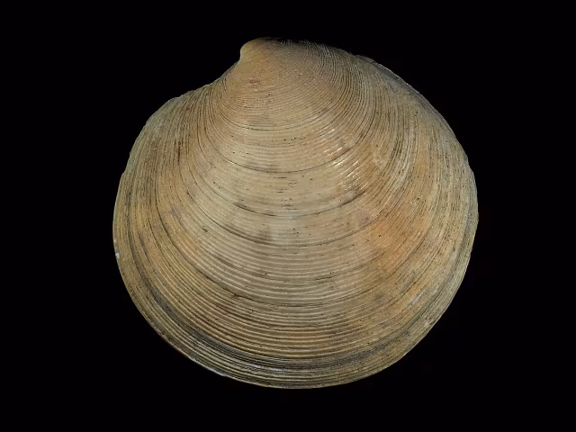 Dosinia exoleta