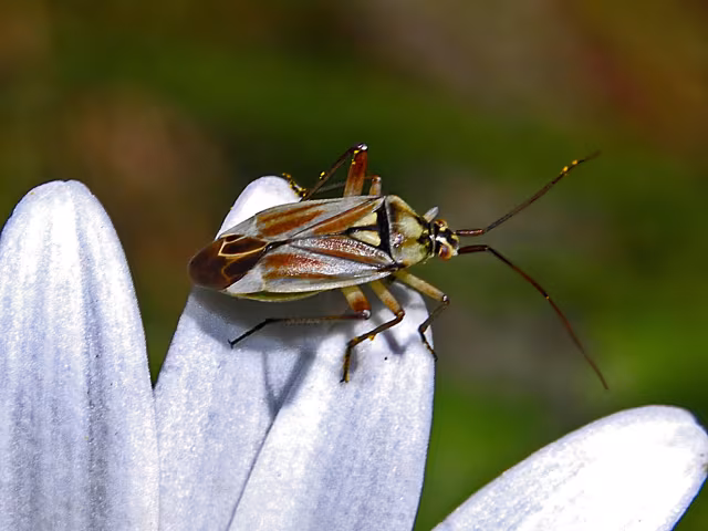 Calocoris roseomaculatus