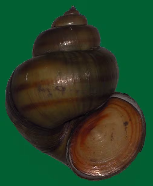 Chiocciola fluviale di Lister