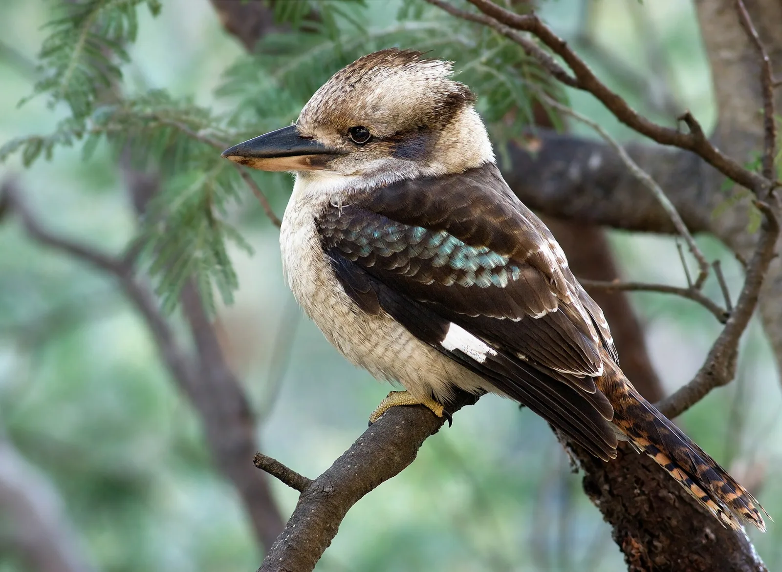 Kookaburra sghignazzante