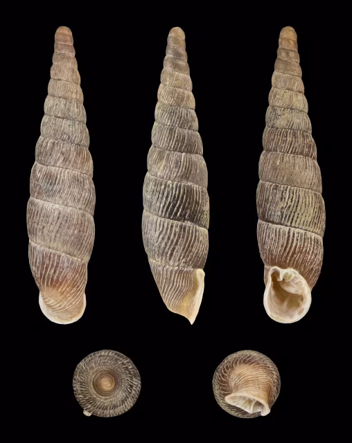 Macrogastra densestriata
