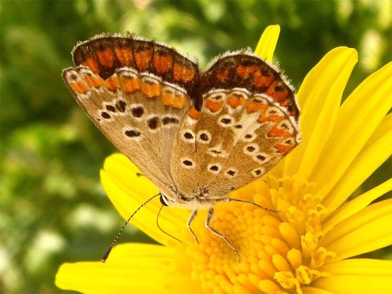 Aricia cramera
