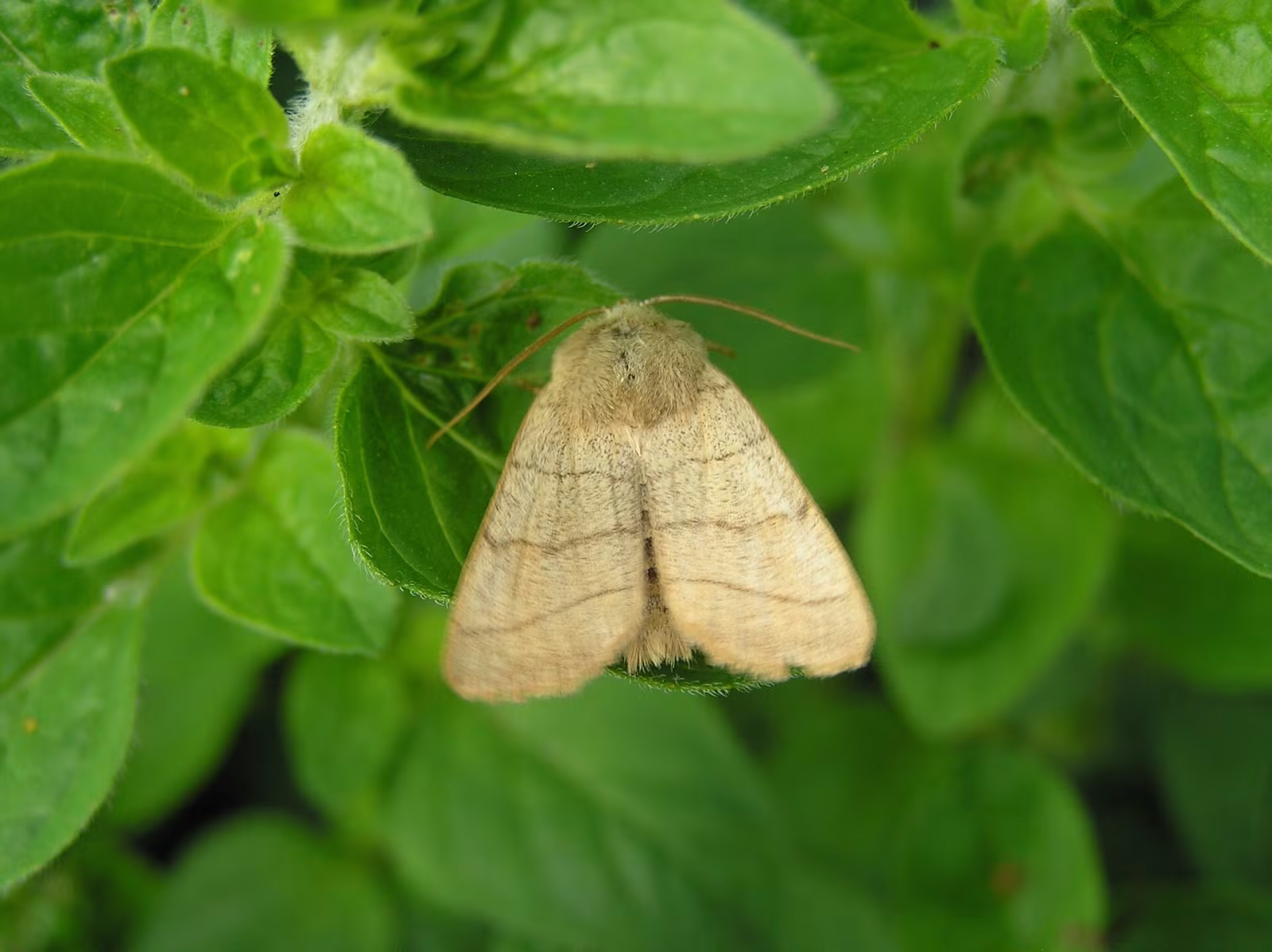 Charanyca trigrammica