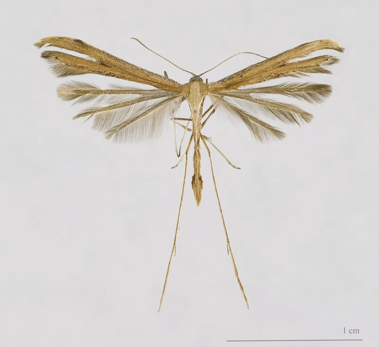 Falena T