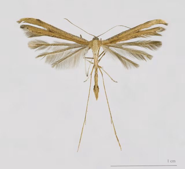 Falena T