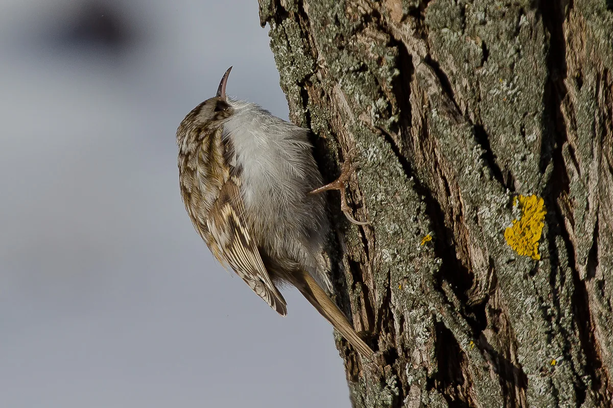 Rampichino alpestre