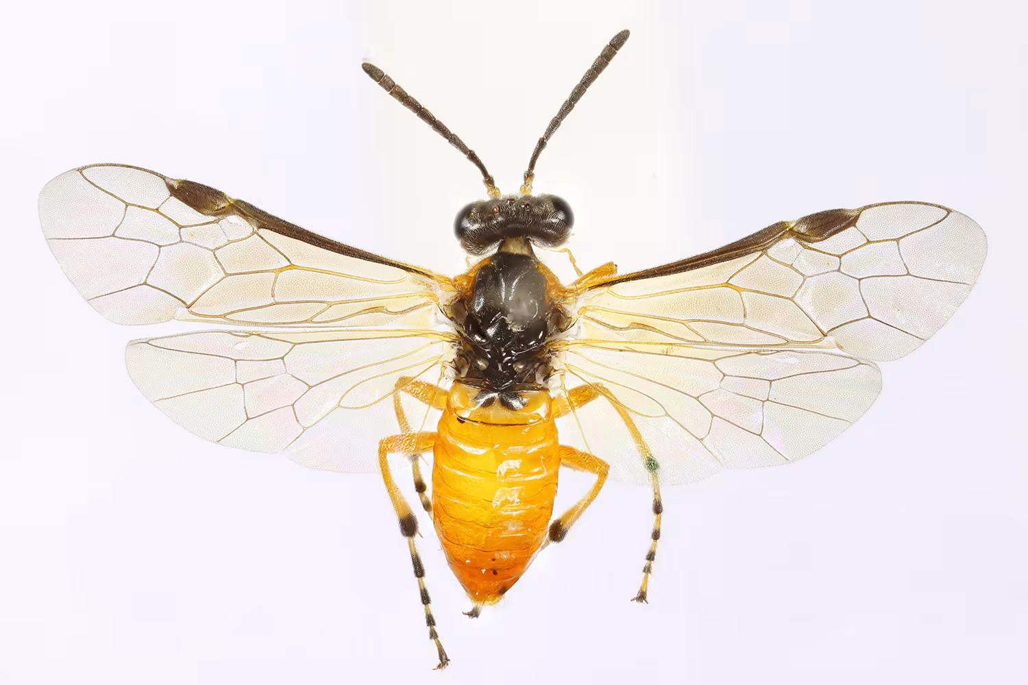 Athalia cordata