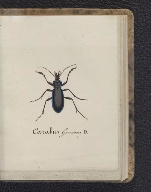 Carabus germarii