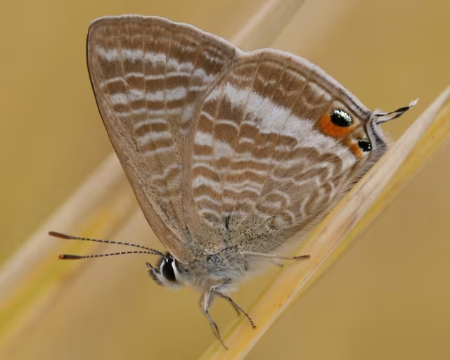 Licenide del pisello