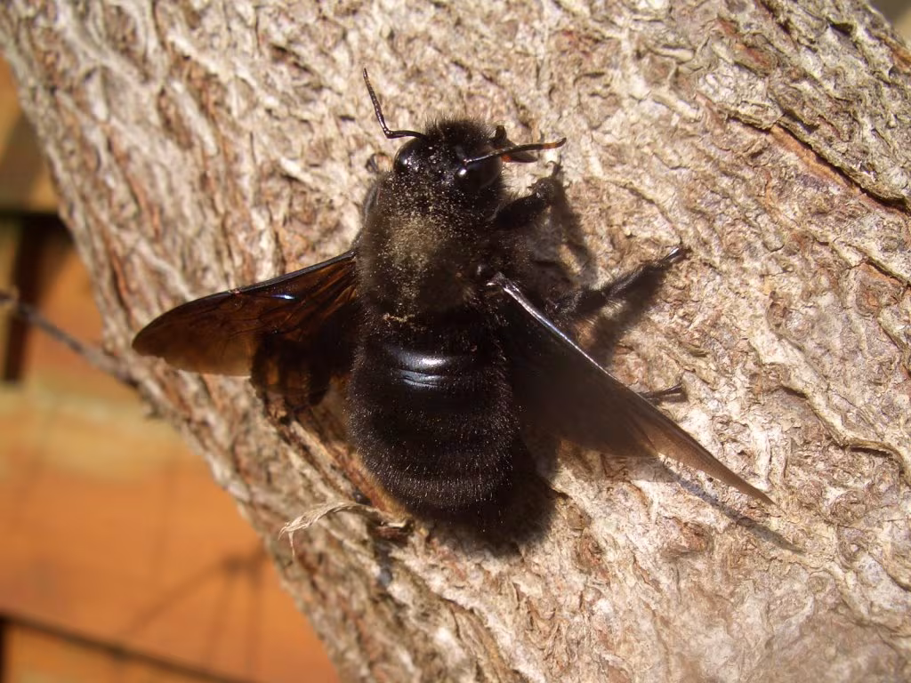 Ape legnaiola