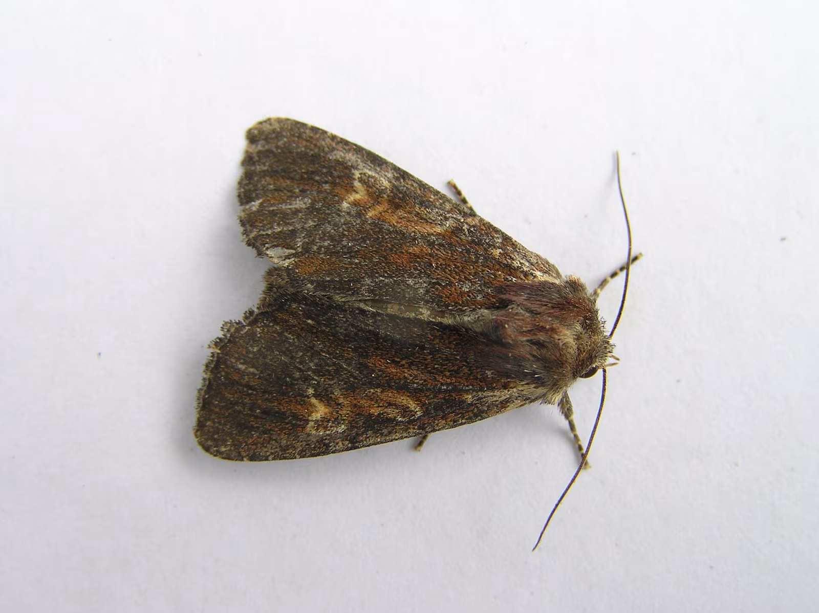 Apamea crenata
