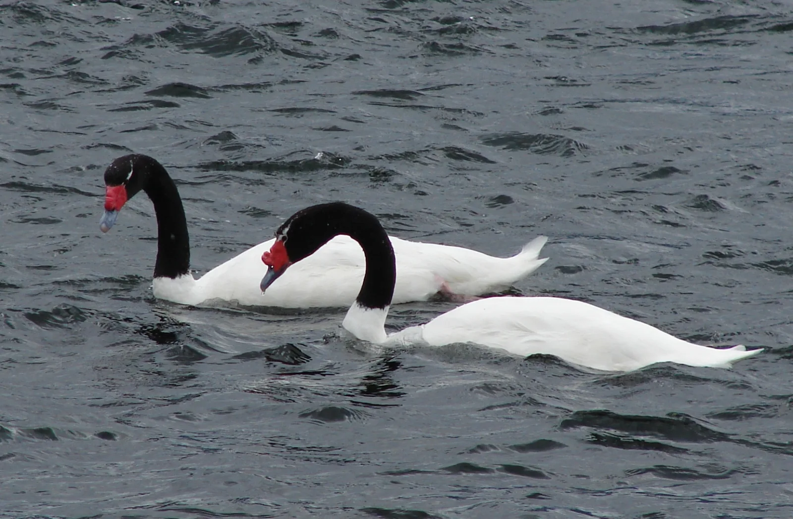 Cigno collonero