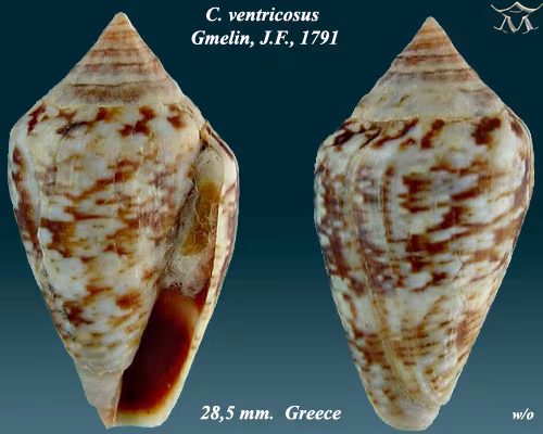 Cono mediterraneo