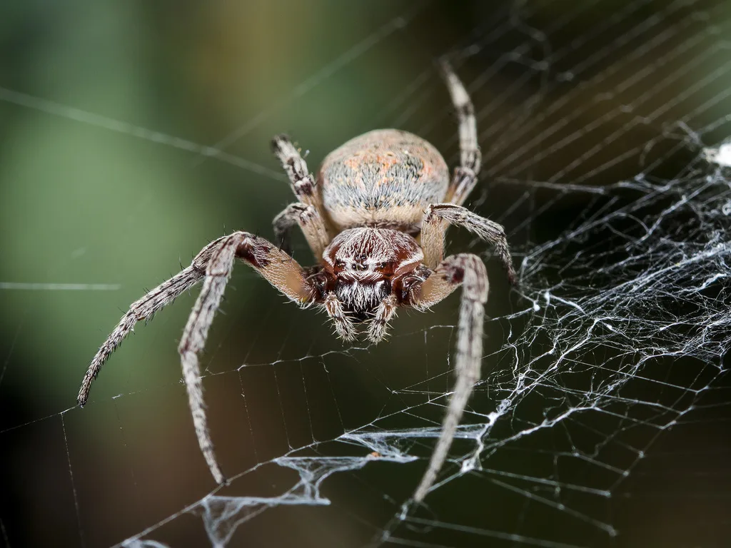 Larinioides suspicax