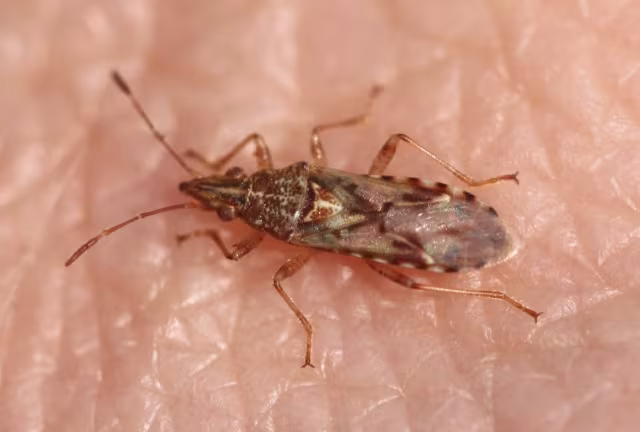 Belonochilus numenius