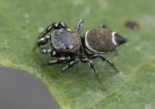 Heliophanus tribulosus