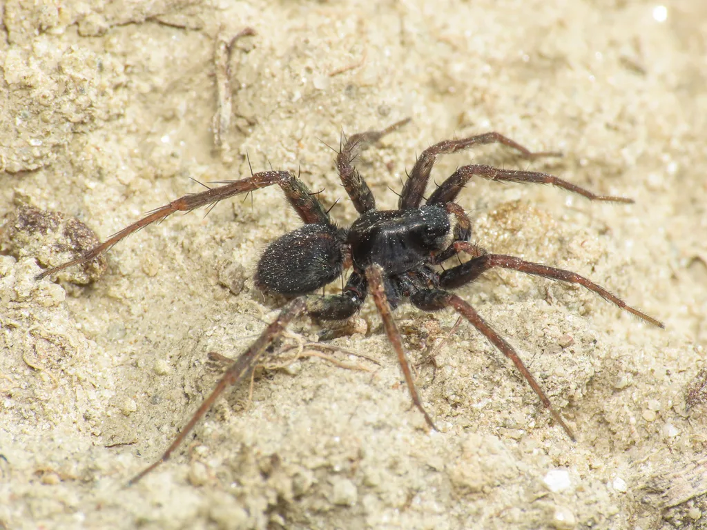 Pardosa aenigmatica
