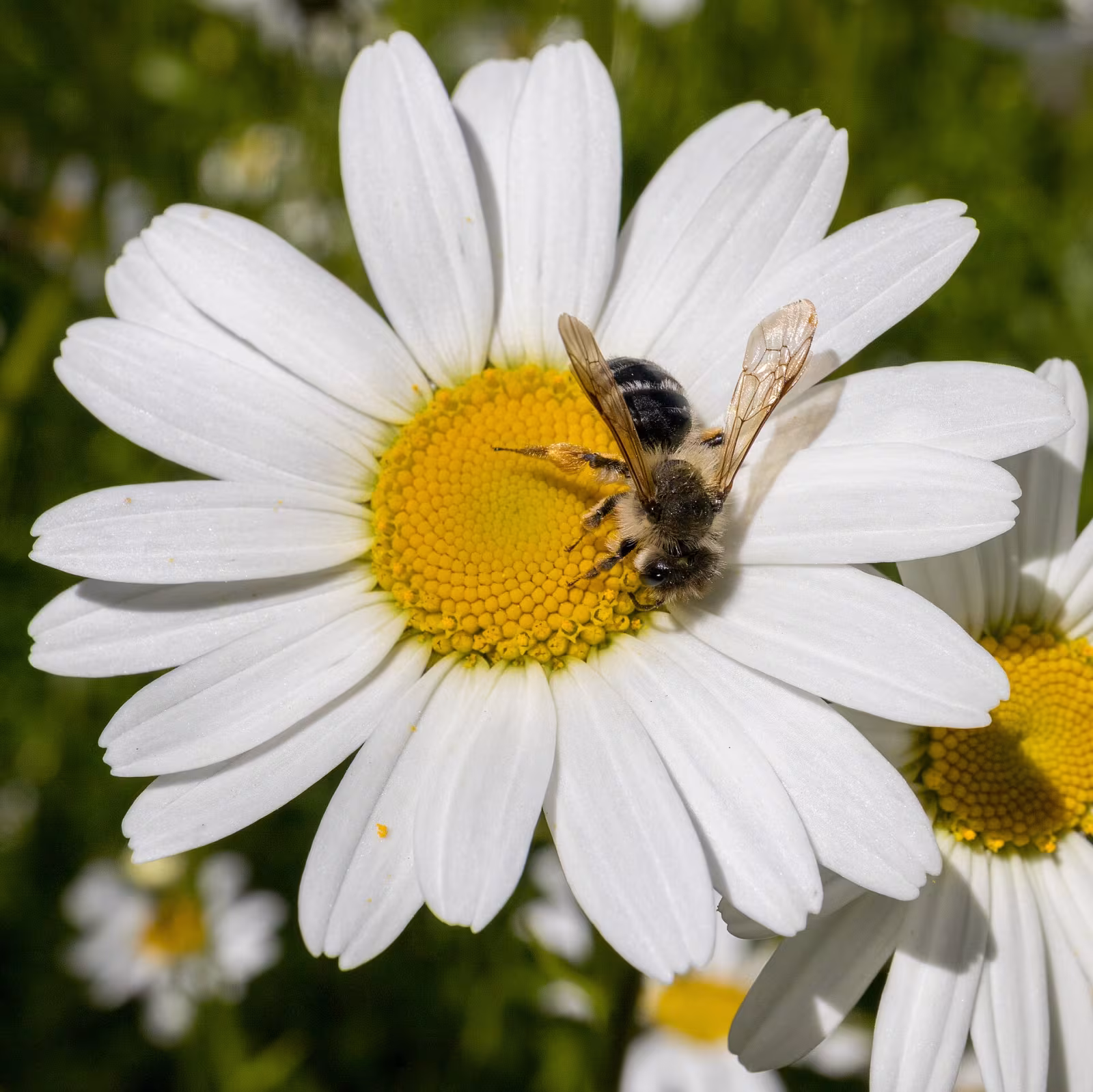 Andrena flavipes