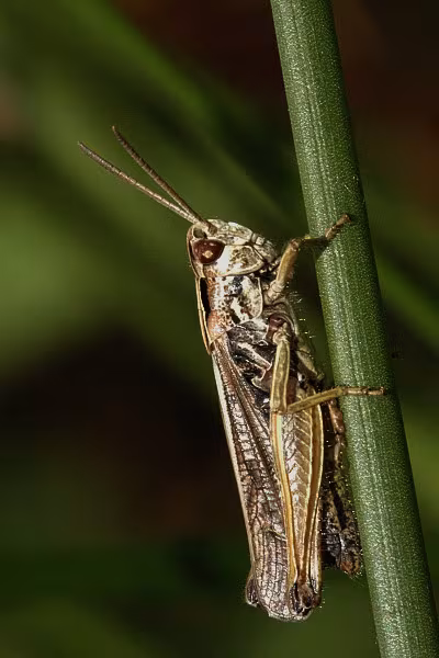 omocesto verde