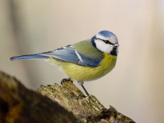 Cinciarella