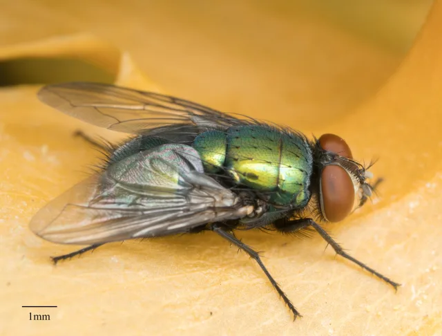 Mosca verde