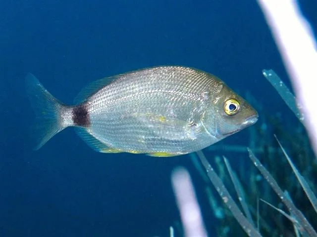 Sarago sparaglione