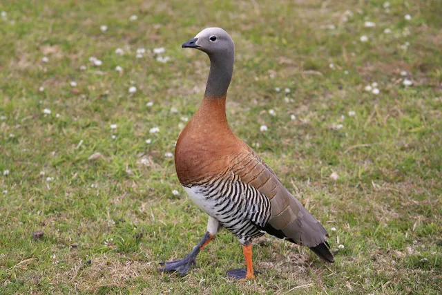 Chloephaga poliocephala
