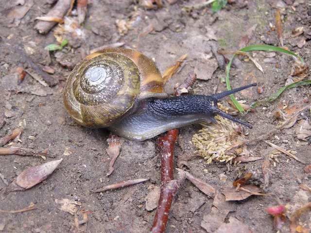 Aegopis verticillus