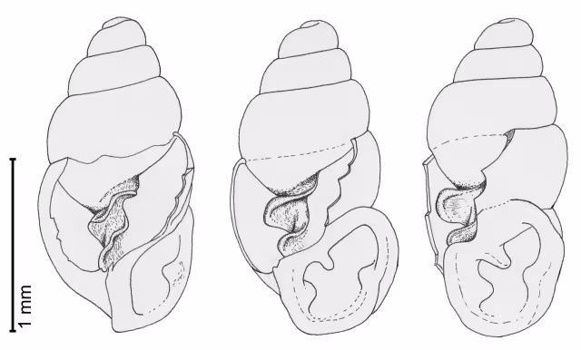 Carychium mariae